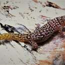 Image of Guantanamo Least Gecko