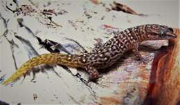 Image de Sphaerodactylus armasi Schwartz & Garrido 1974