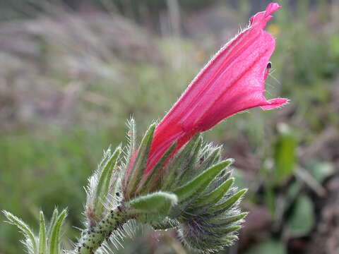 Image of Echium creticum subsp. creticum