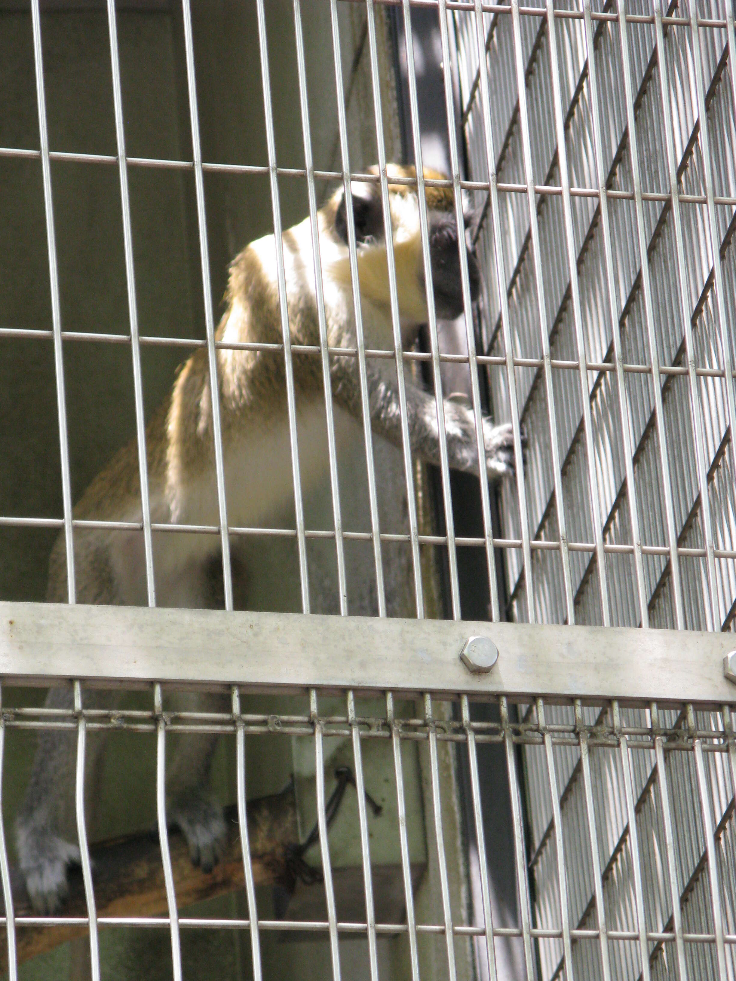 Image of vervet monkey