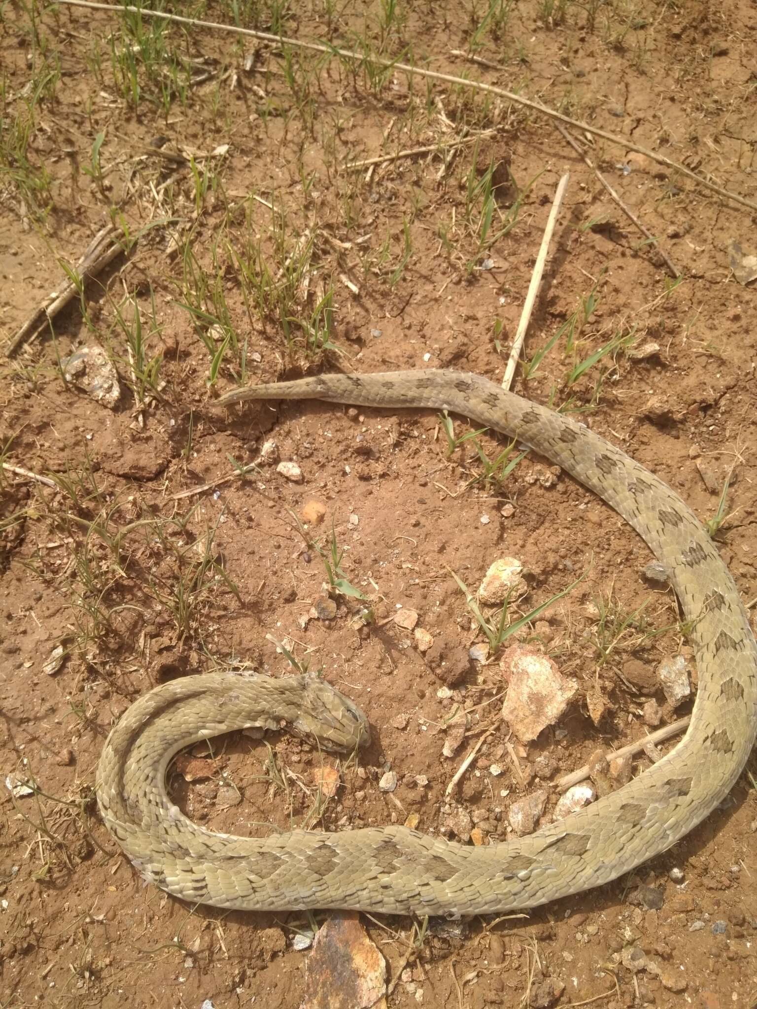 Image of Spotted Night Adder