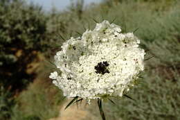 Image of Daucus guttatus Sibth. & Sm.