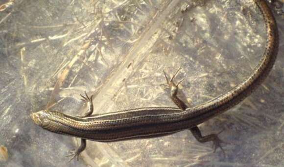 Image of Bold-striped Cool-skink