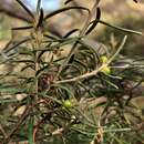Image of Bertya tasmanica subsp. vestita Halford & R. J. F. Hend.