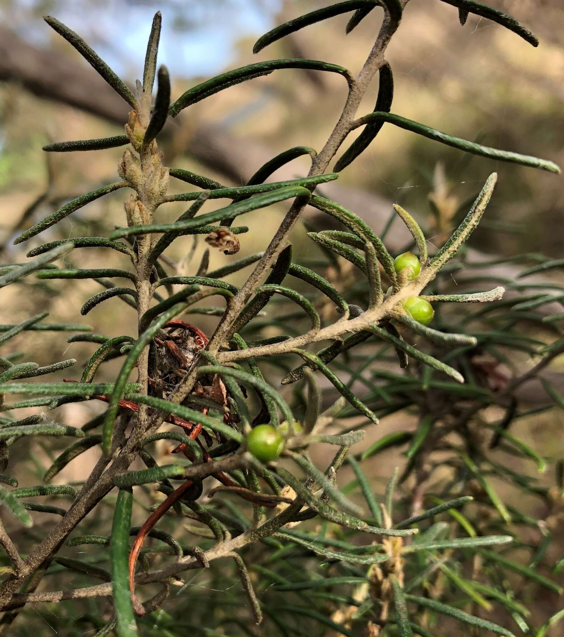 Image of Bertya tasmanica subsp. vestita Halford & R. J. F. Hend.