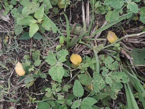 Physalis viscosa L. resmi