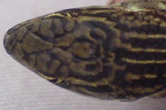 Image of Eastern Three-lined Skink