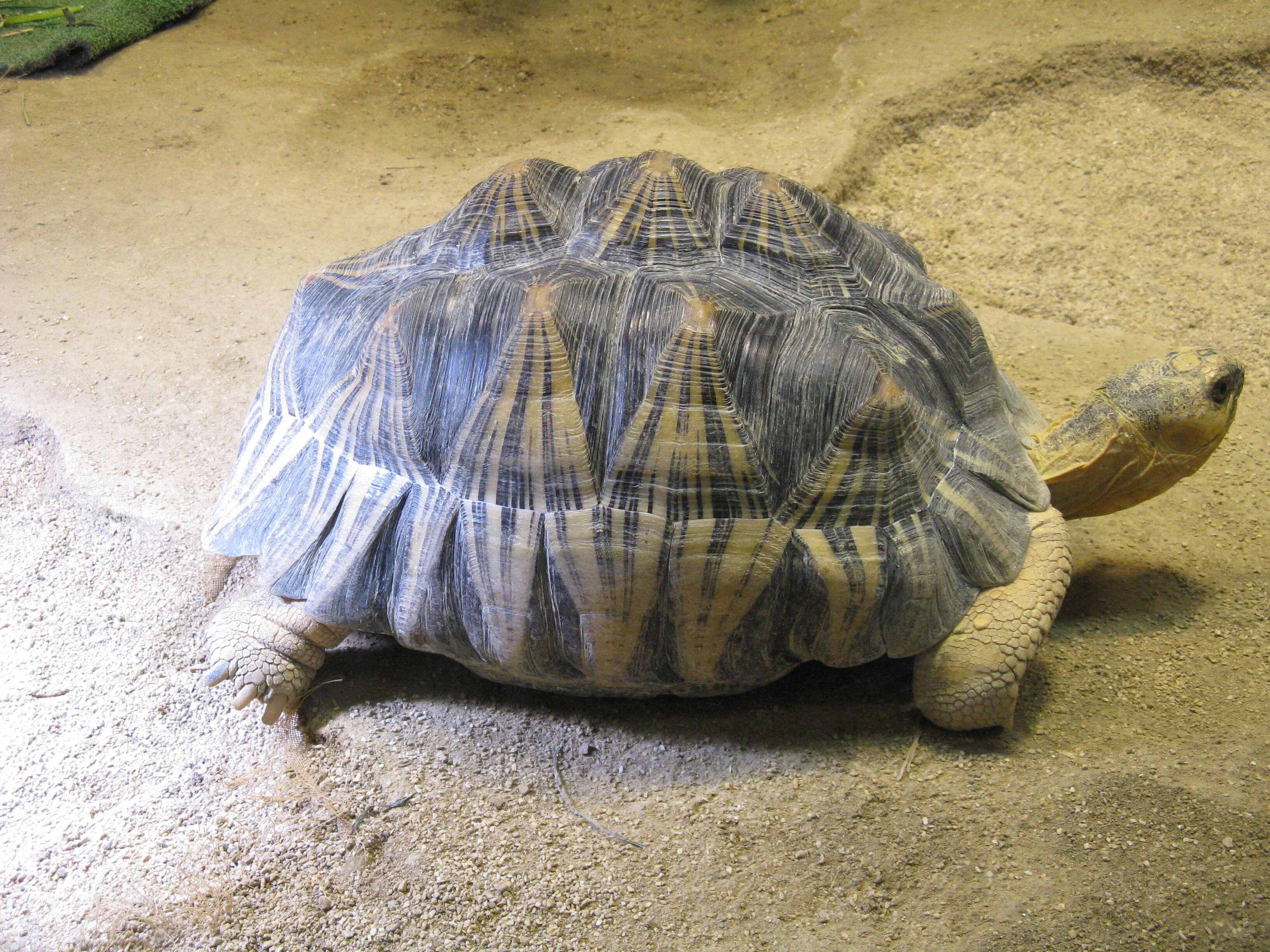 Image of Radiated Tortoise