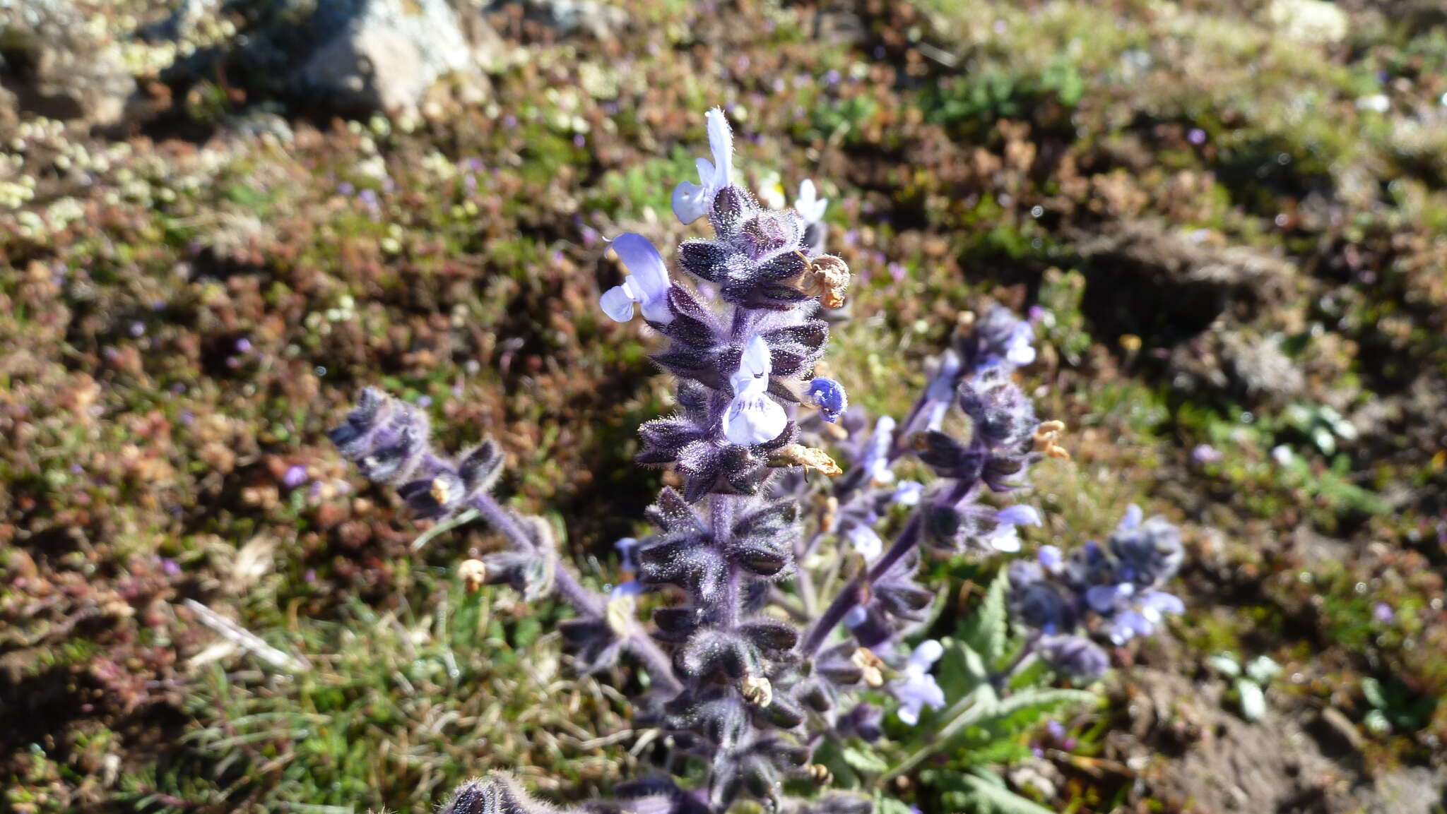 Imagem de Salvia merjamie Forssk.