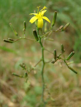 Image of wall lettuce