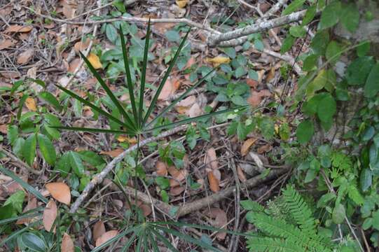 Image of Coccothrinax alta (O. F. Cook) Becc.