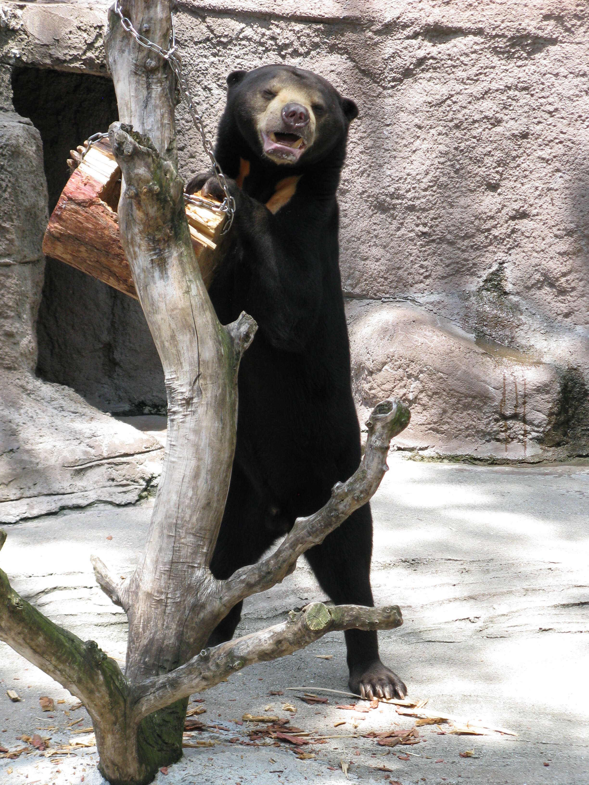 Image of Sun bear