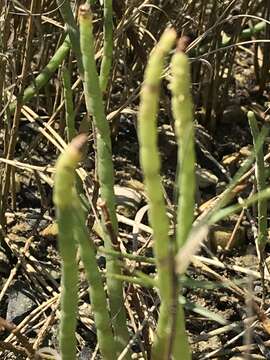 Image of Woody Saltwort