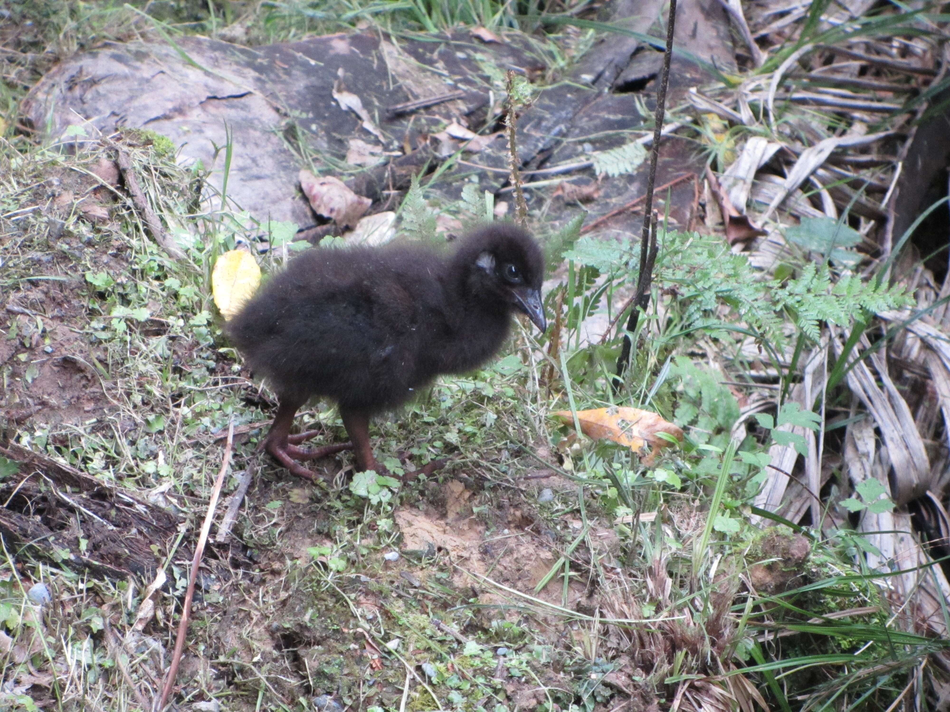 Image of Weka