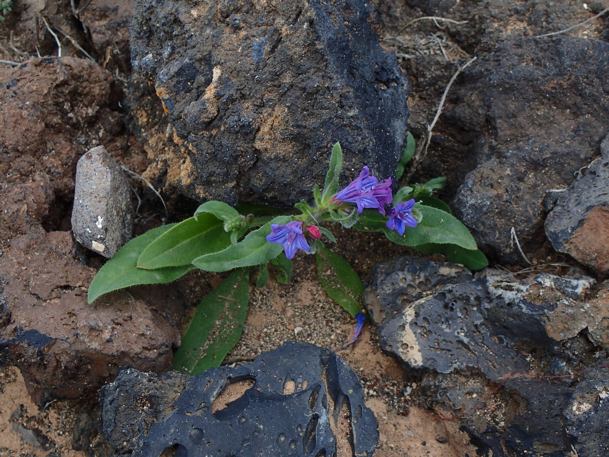 Echium bonnetii Coincy的圖片