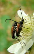 Image of Black-striped Longhorn Beetle