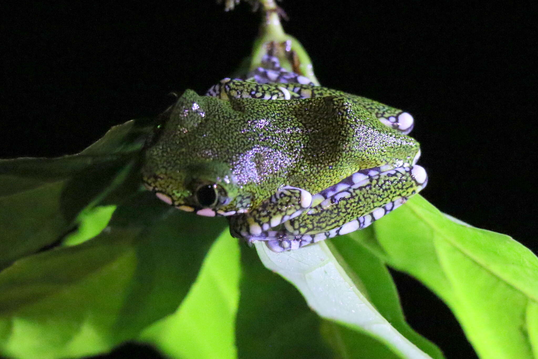 Image of Amani Forest Treefrog