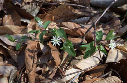 Image of star chickweed