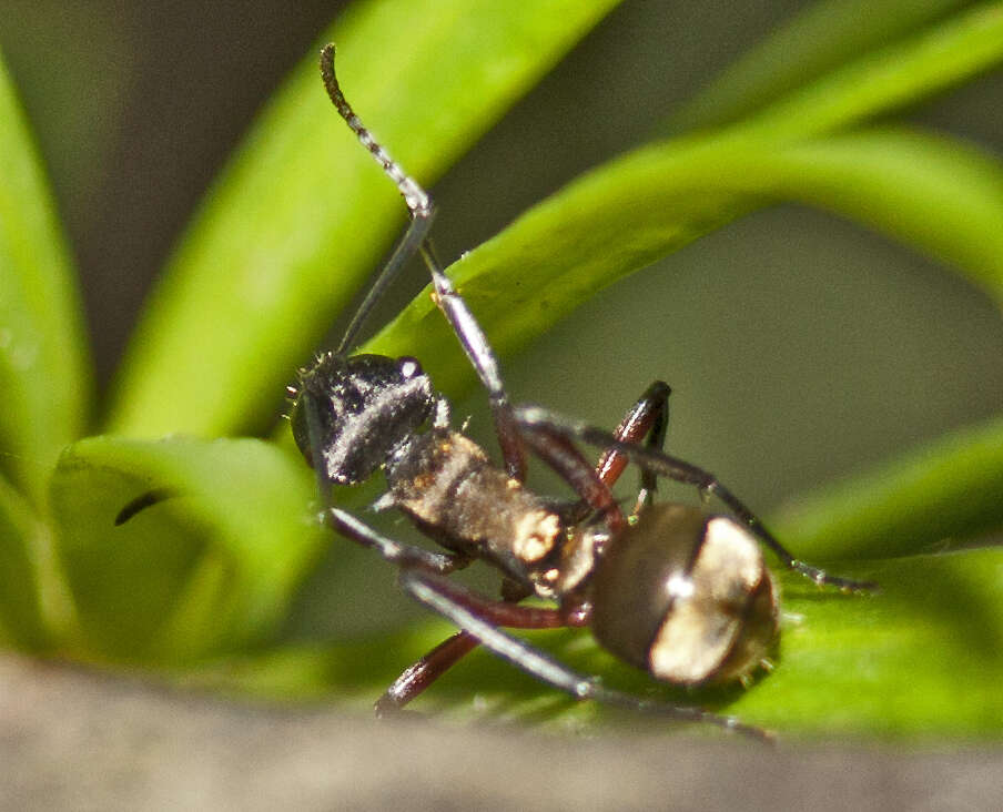 صورة Polyrhachis rufifemur Forel 1907