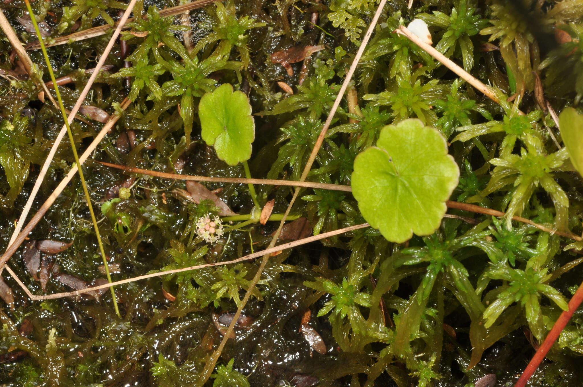 Imagem de Hydrocotyle pterocarpa F. Müll.