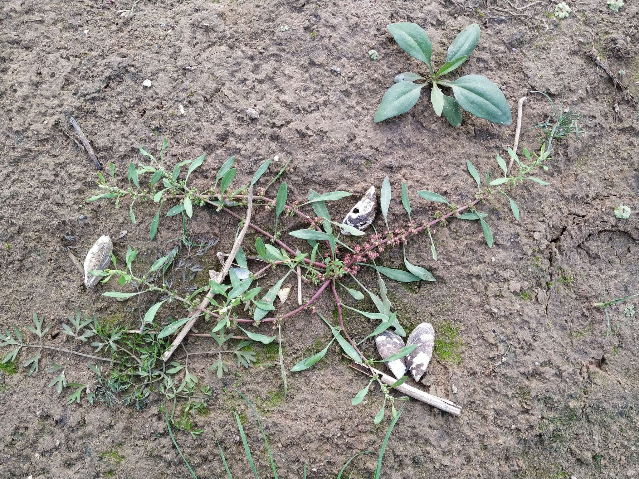 Image of Rumex ucranicus Fisch.