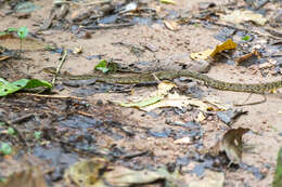 Image of False Fer-de-lance