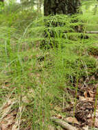 Image of Wood Horsetail