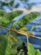 Image of Mountain-ash sawfly