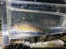 Image of Blackfin darter