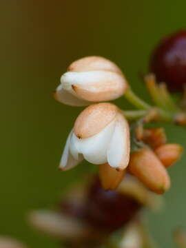 Image of Xiphidium pontederiiflorum