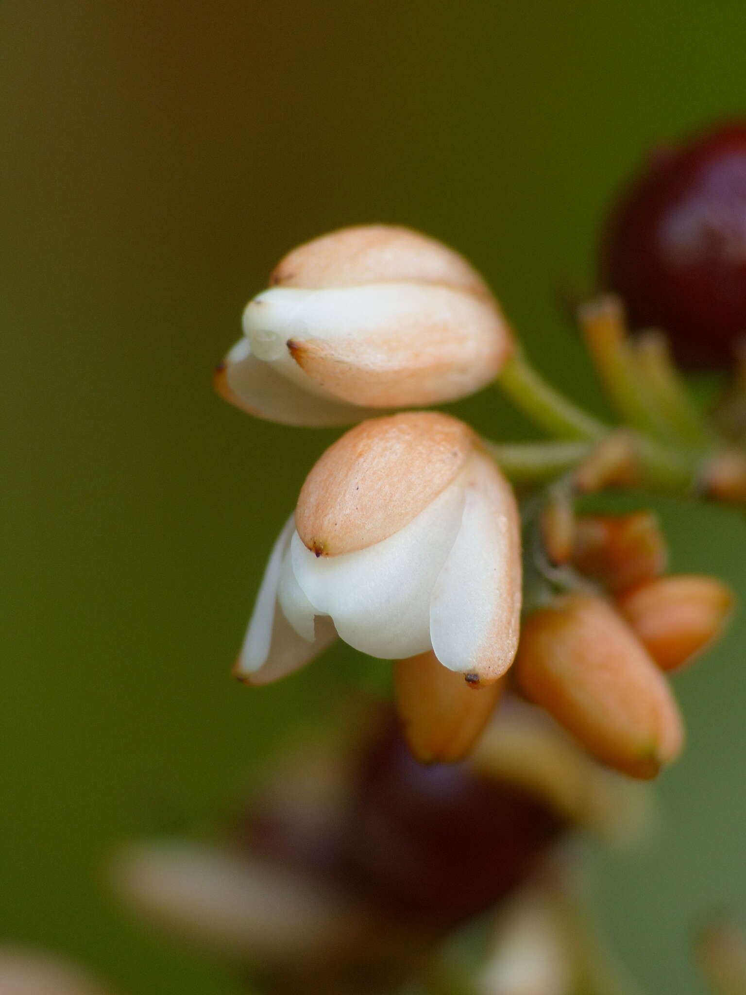 Image of Xiphidium pontederiiflorum