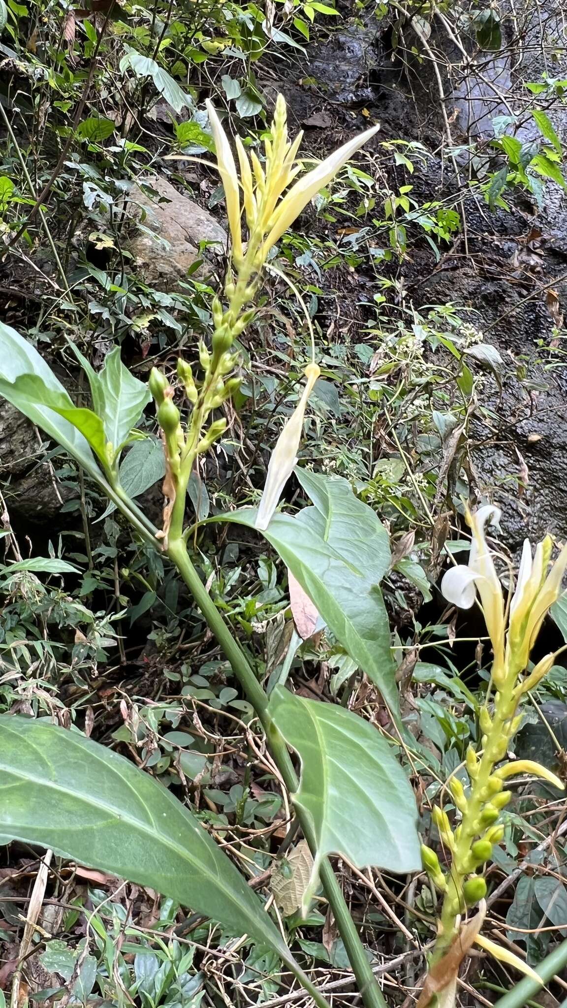 Image of Pachystachys azaleiflora (Rusby) A. L. A. Côrtes