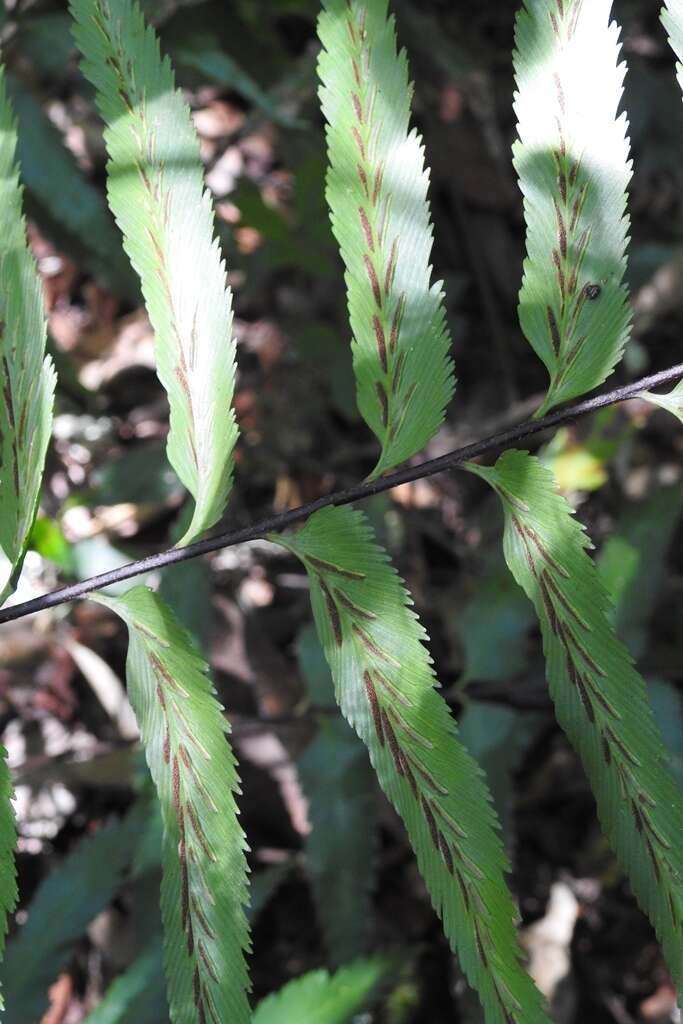 Image de Asplenium serra Langsd. & Fischer