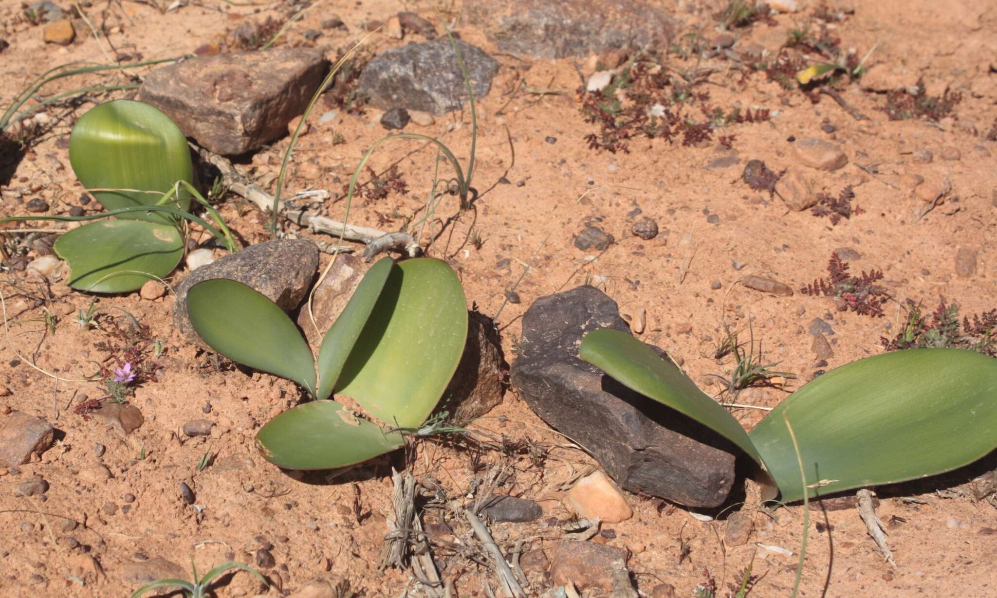 صورة Haemanthus amarylloides subsp. amarylloides