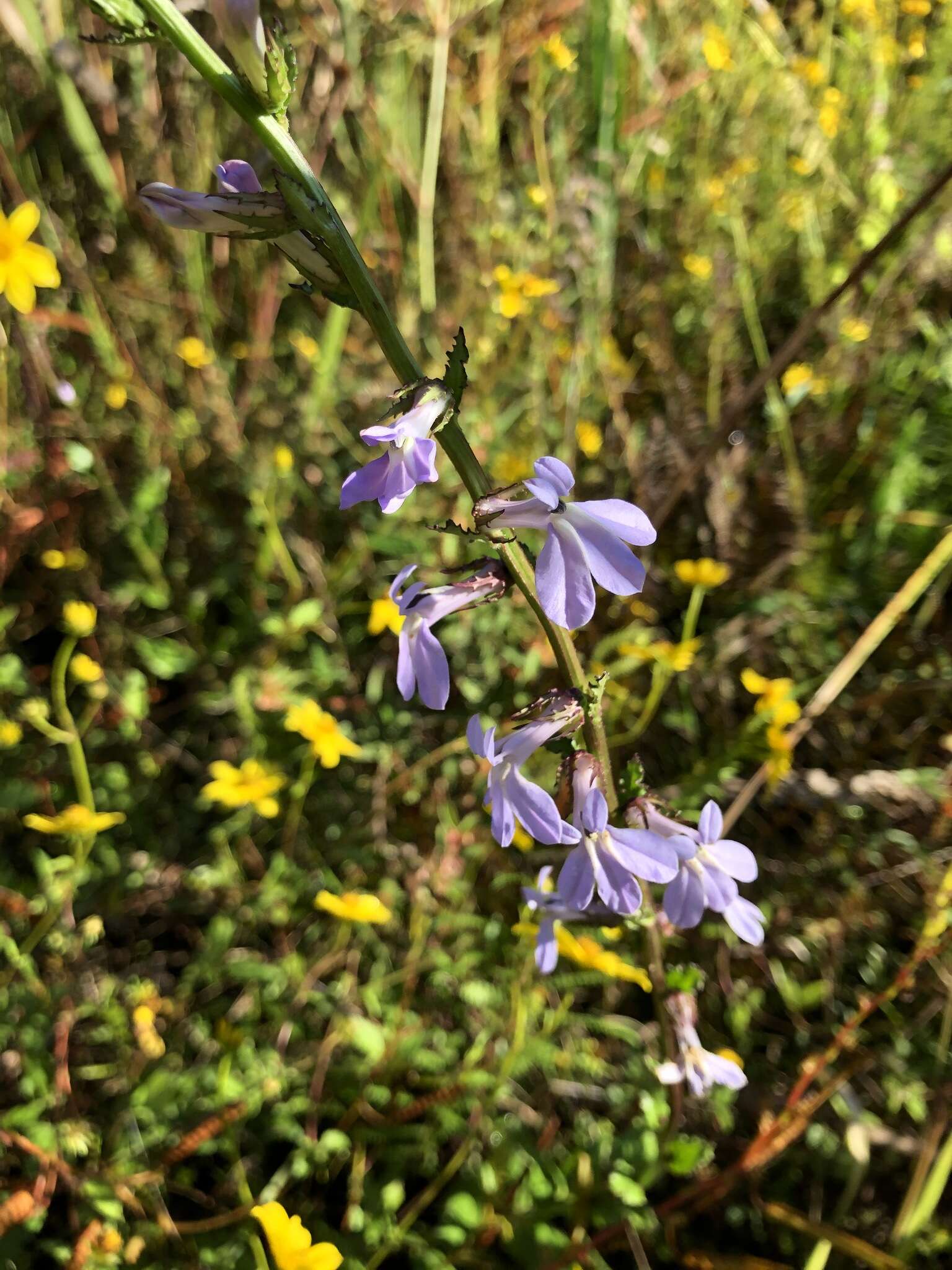 Image de Lobelia georgiana McVaugh