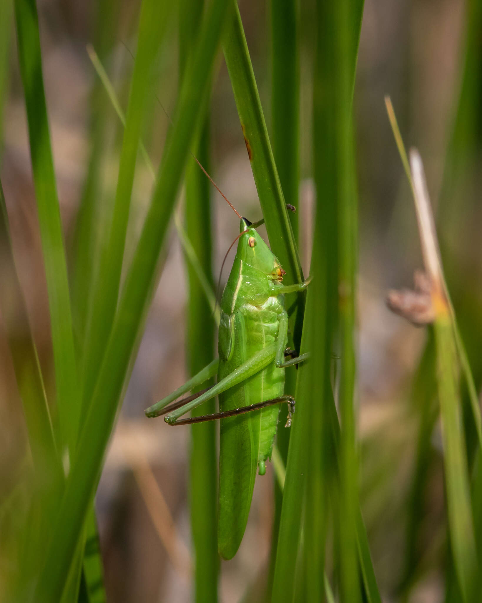 Image of Black-nosed Conehead