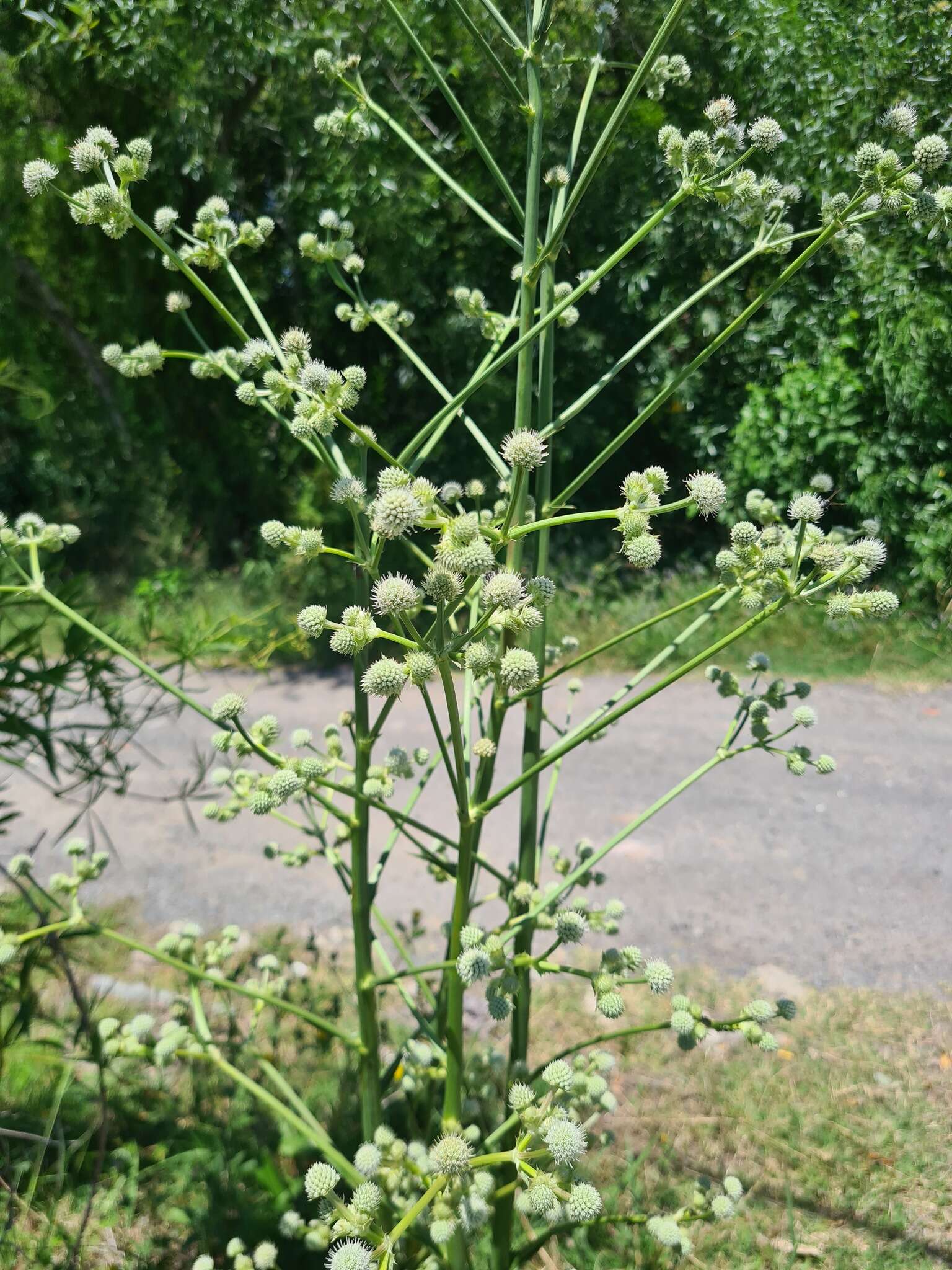 Eryngium floribundum Cham. & Schltdl. resmi