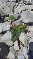 Image de Heracleum ligusticifolium Bieb.