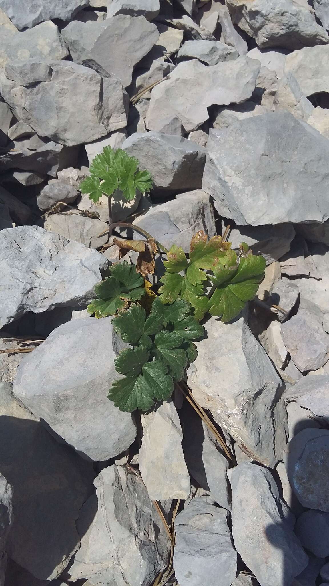 Image of Heracleum ligusticifolium Bieb.