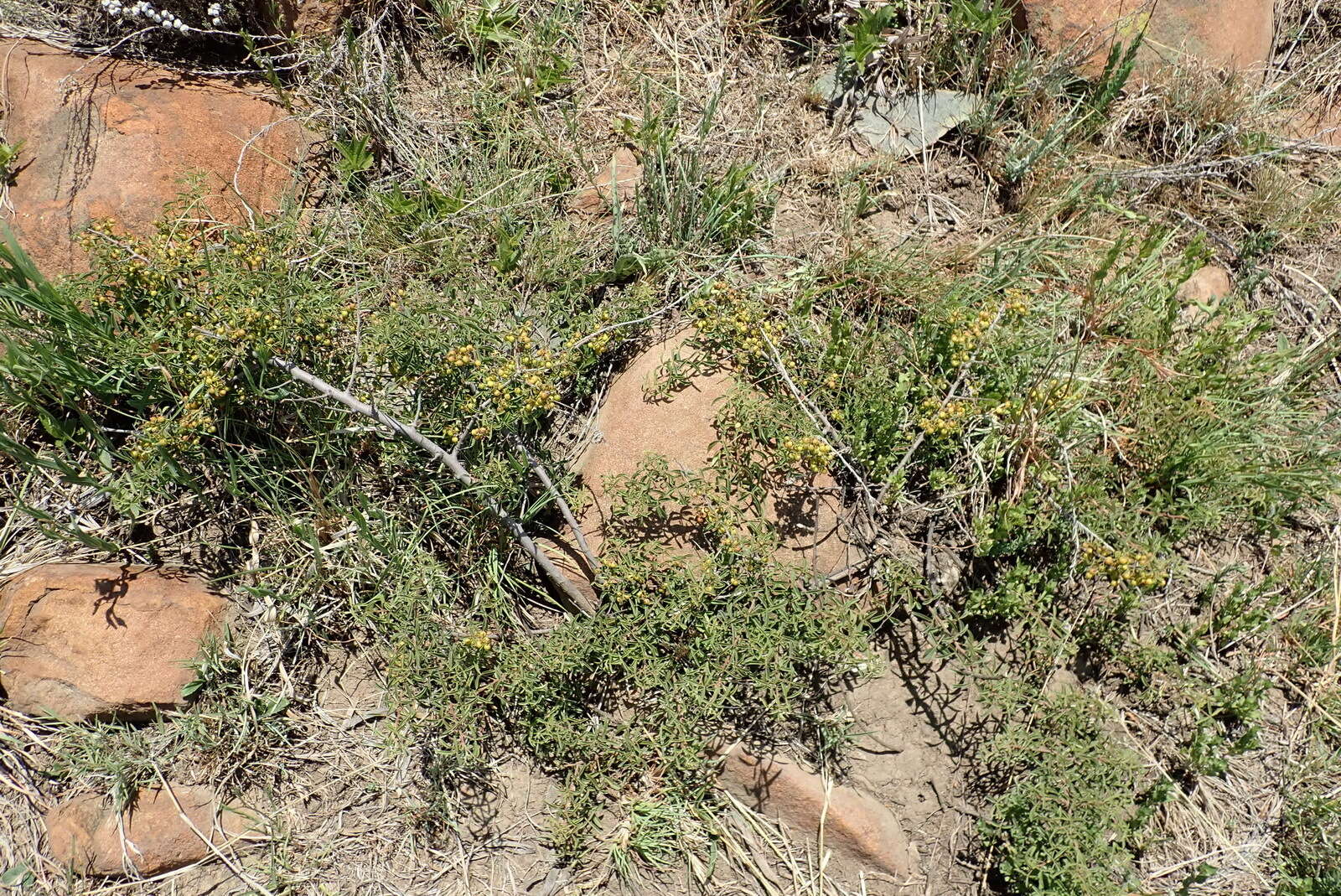 Image of Searsia rigida (Mill.) F. A. Barkley