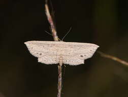 Image of Hyposada hydrocampata Guenée 1857