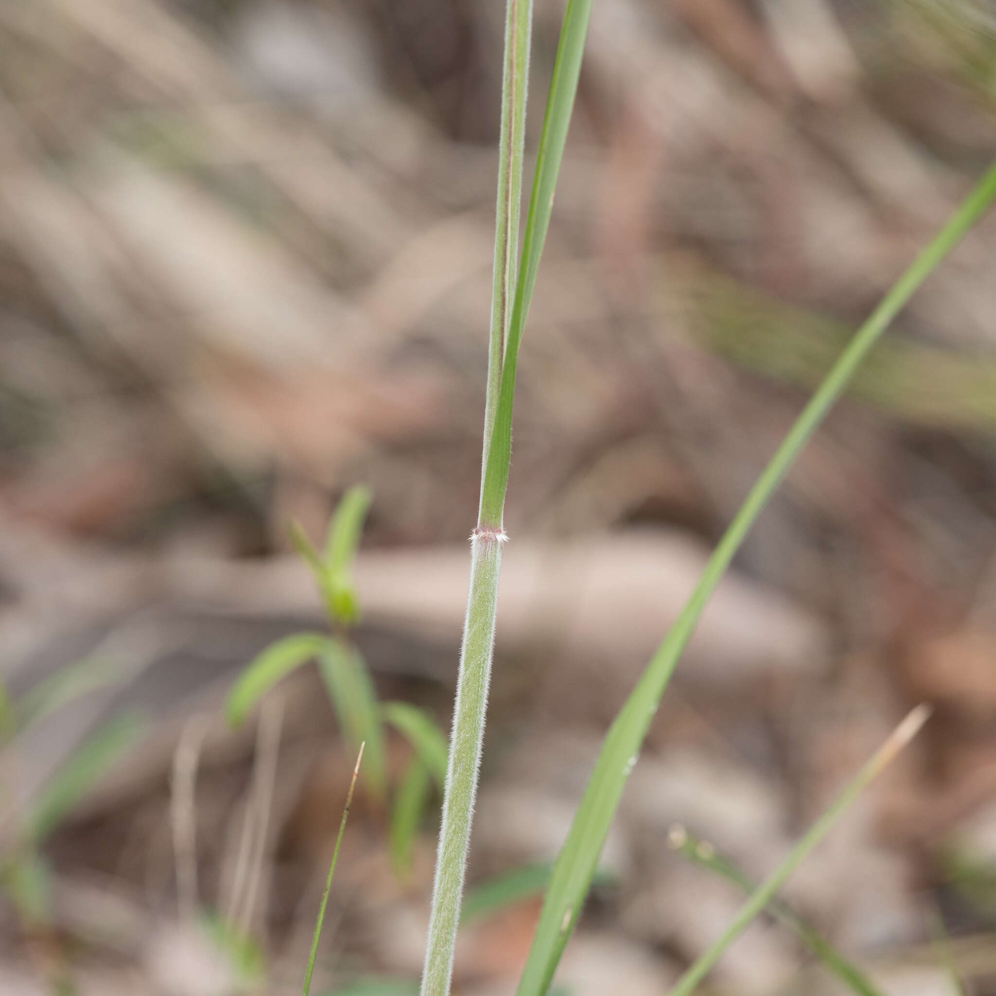 Image of Austrostipa mollis (R. Br.) S. W. L. Jacobs & J. Everett