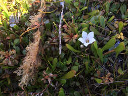 Image of Samolus repens var. repens