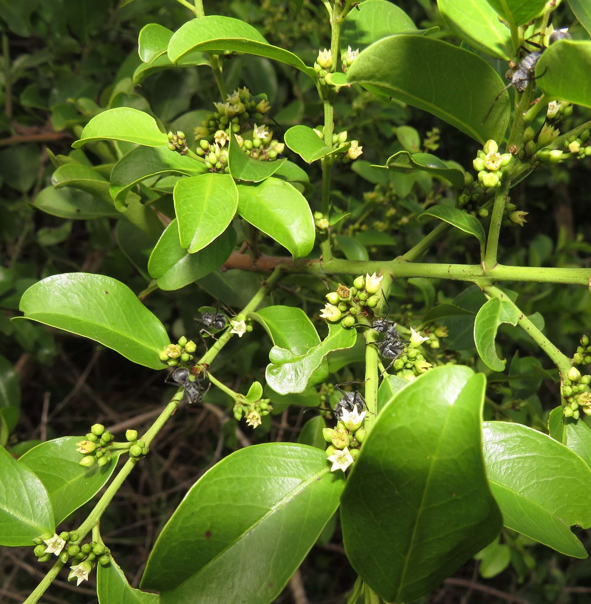 Image de Scutia myrtina (Burm. fil.) Kurz