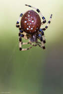 Image of Shamrock Orbweaver