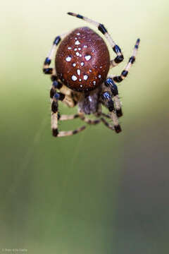 Image of Shamrock Orbweaver