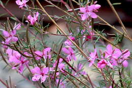 Image de Epilobium dodonaei Vill.