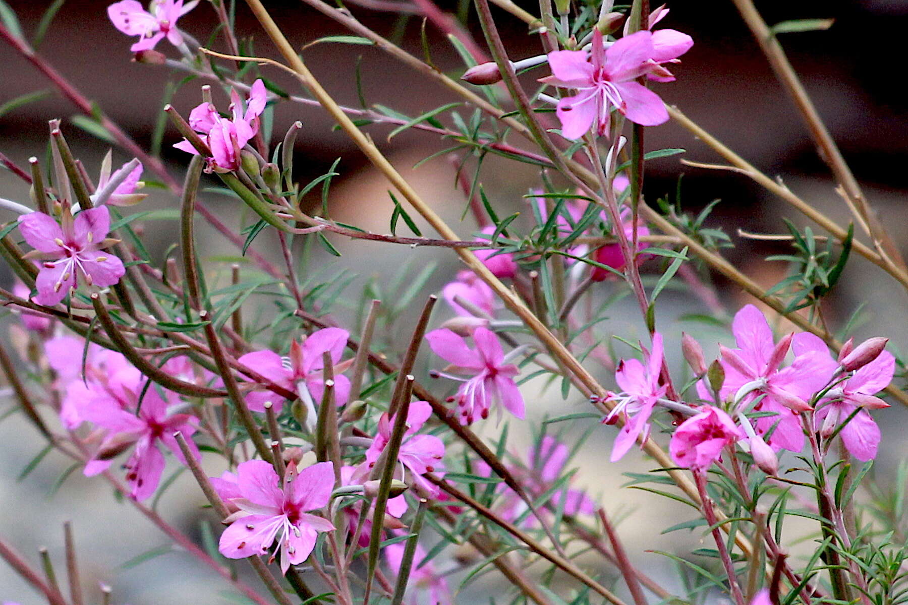 Image de Epilobium dodonaei Vill.