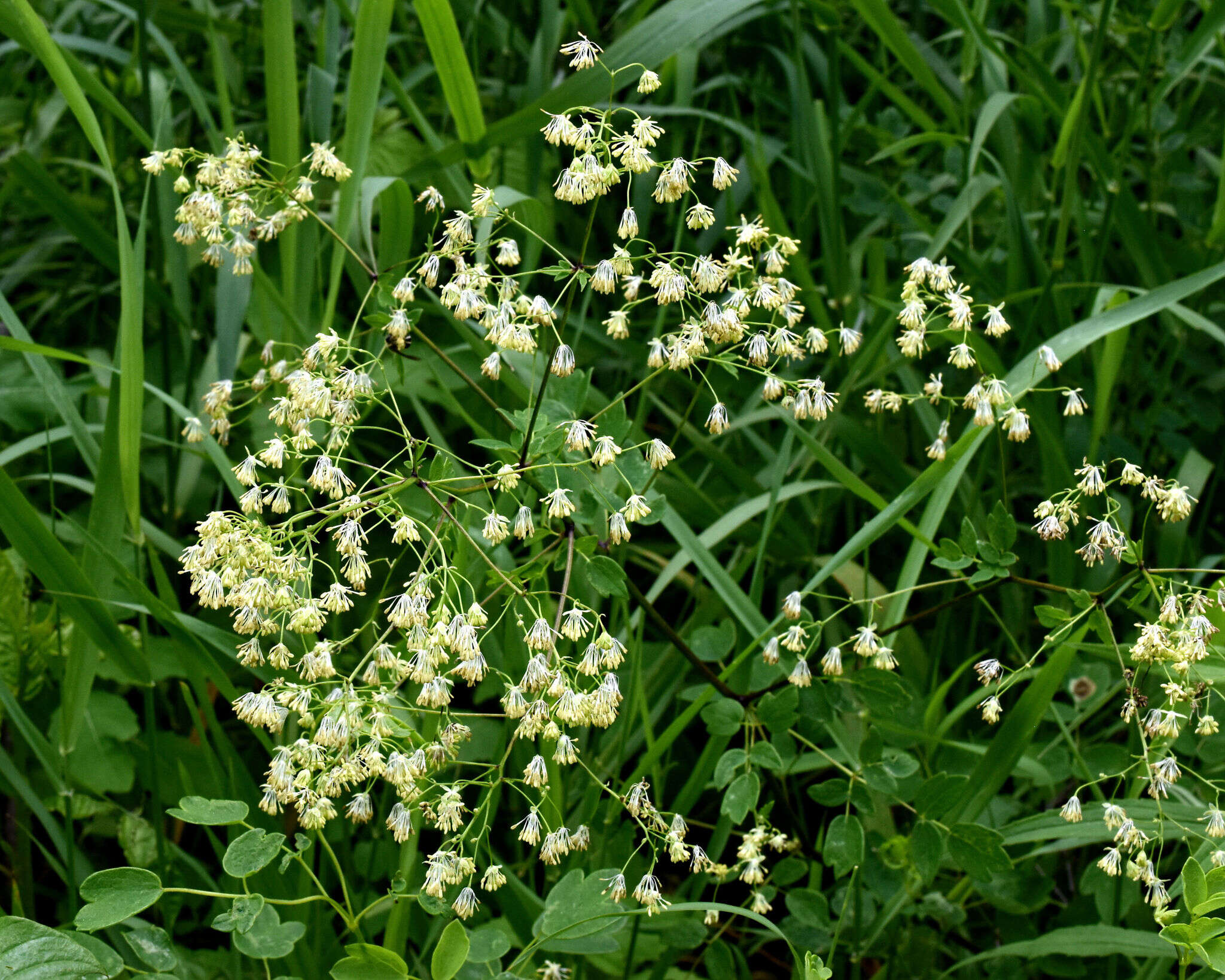 Imagem de Thalictrum dasycarpum Fisch. Mey. & Ave-Lall.