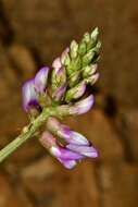 Image of Astragalus guatemalensis Hemsl.